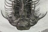 New Trilobite Species (Affinities to Quadrops) - Very Large! #86535-9